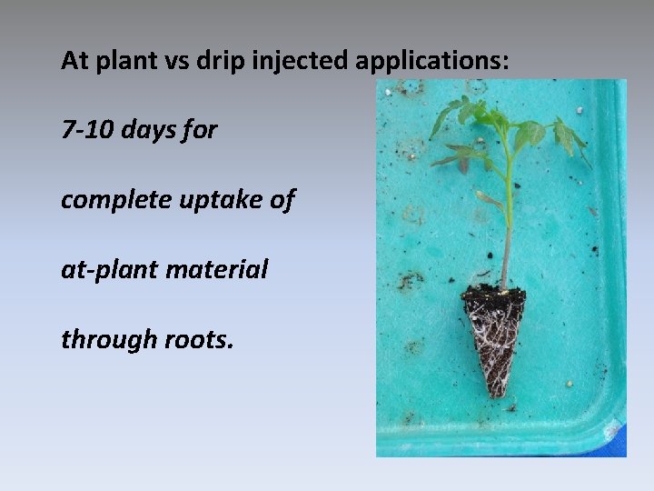 At plant vs drip injected applications: 7 -10 days for complete uptake of at-plant