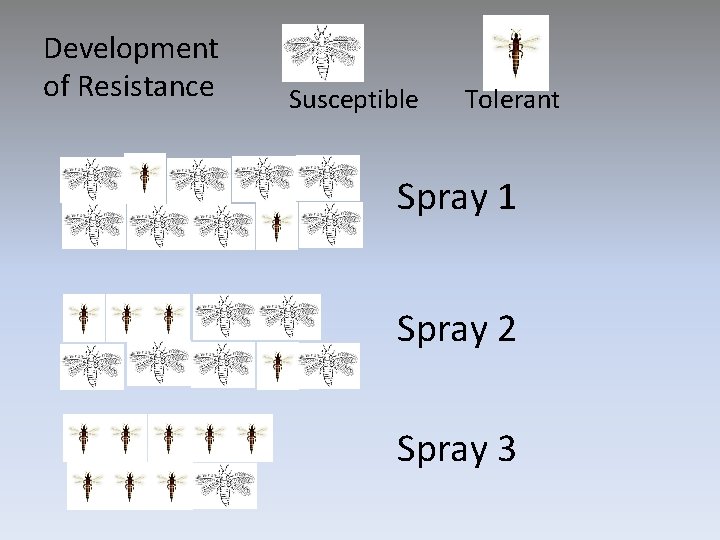 Development of Resistance Susceptible Tolerant Spray 1 Spray 2 Spray 3 