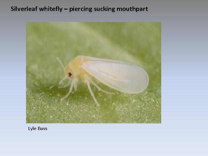 Silverleaf whitefly – piercing sucking mouthpart Lyle Buss 