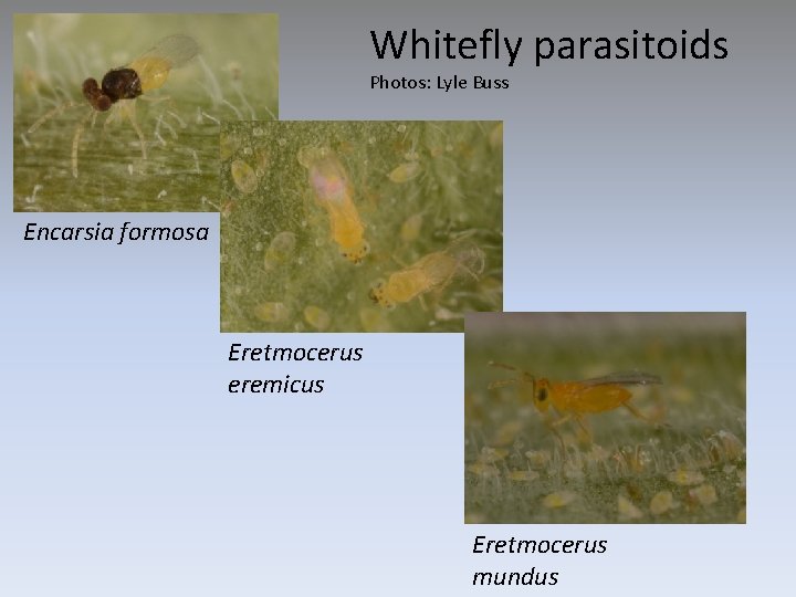 Whitefly parasitoids Photos: Lyle Buss Encarsia formosa Eretmocerus eremicus Eretmocerus mundus 