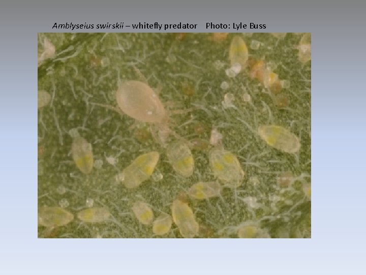 Amblyseius swirskii – whitefly predator Photo: Lyle Buss 