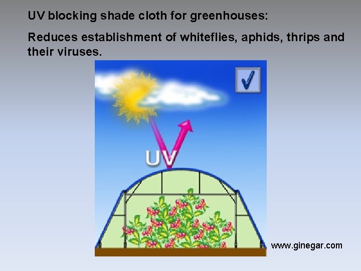 UV blocking shade cloth for greenhouses: Reduces establishment of whiteflies, aphids, thrips and their