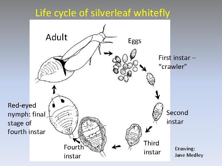 Life cycle of silverleaf whitefly Adult Eggs First instar – “crawler” Red-eyed nymph: final