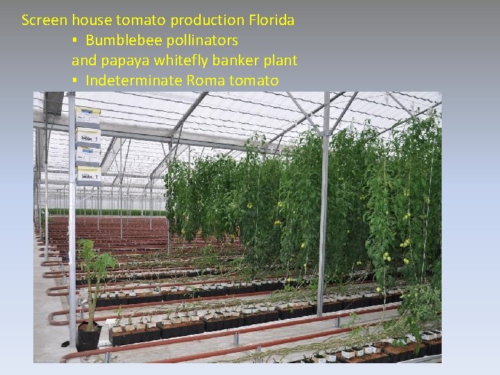 Screen house tomato production Florida ▪ Bumblebee pollinators and papaya whitefly banker plant ▪
