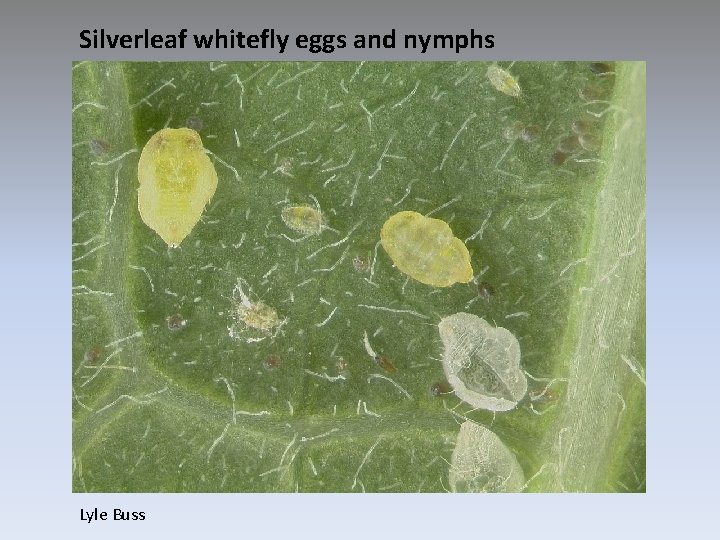 Silverleaf whitefly eggs and nymphs Lyle Buss 