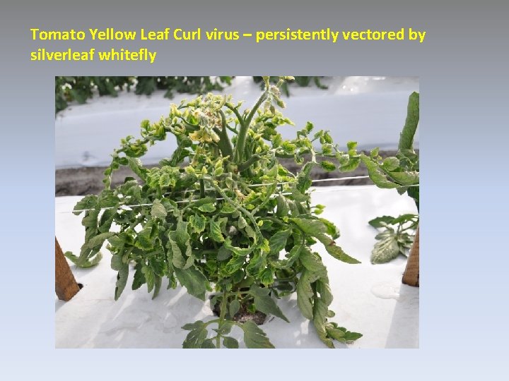 Tomato Yellow Leaf Curl virus – persistently vectored by silverleaf whitefly 