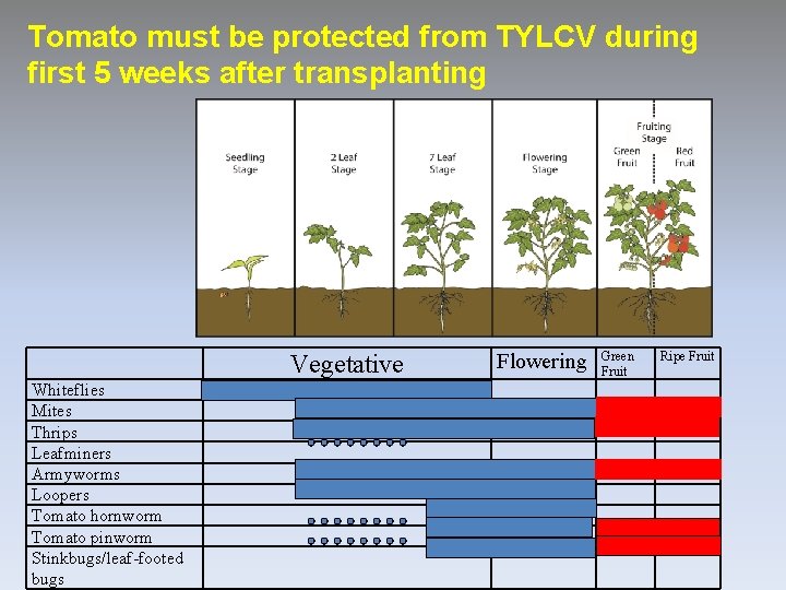 Tomato must be protected from TYLCV during first 5 weeks after transplanting Vegetative Whiteflies