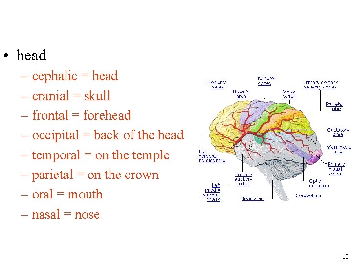  • head – cephalic = head – cranial = skull – frontal =