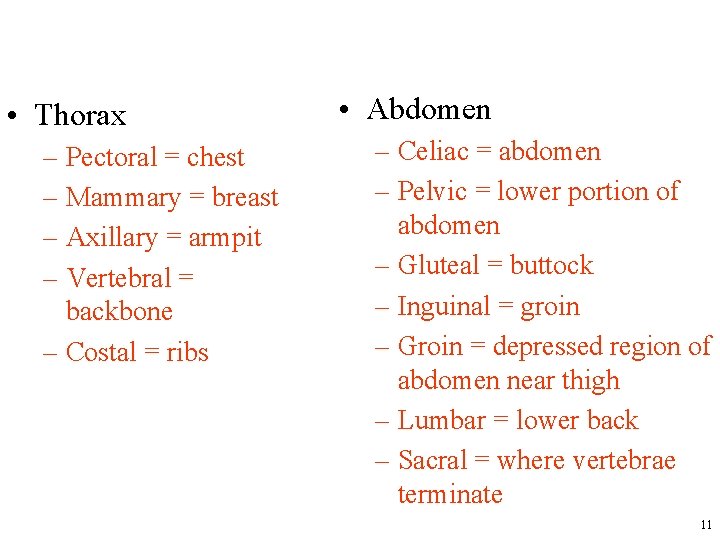  • Thorax – Pectoral = chest – Mammary = breast – Axillary =