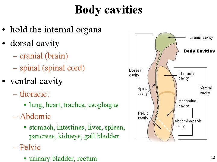 Body cavities • hold the internal organs • dorsal cavity – cranial (brain) –