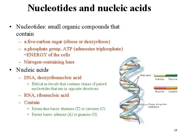 Nucleotides and nucleic acids • Nucleotides: small organic compounds that contain – a five-carbon