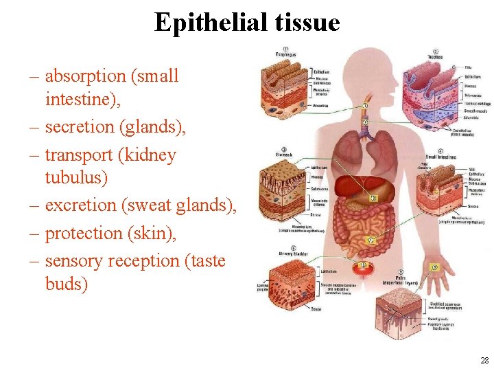 Epithelial tissue – absorption (small intestine), – secretion (glands), – transport (kidney tubulus) –