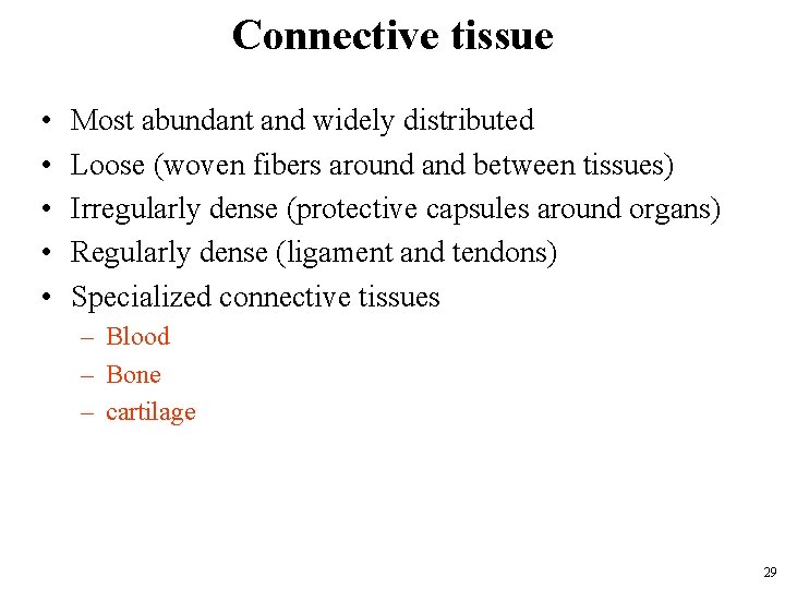 Connective tissue • • • Most abundant and widely distributed Loose (woven fibers around