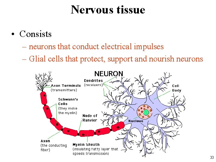 Nervous tissue • Consists – neurons that conduct electrical impulses – Glial cells that