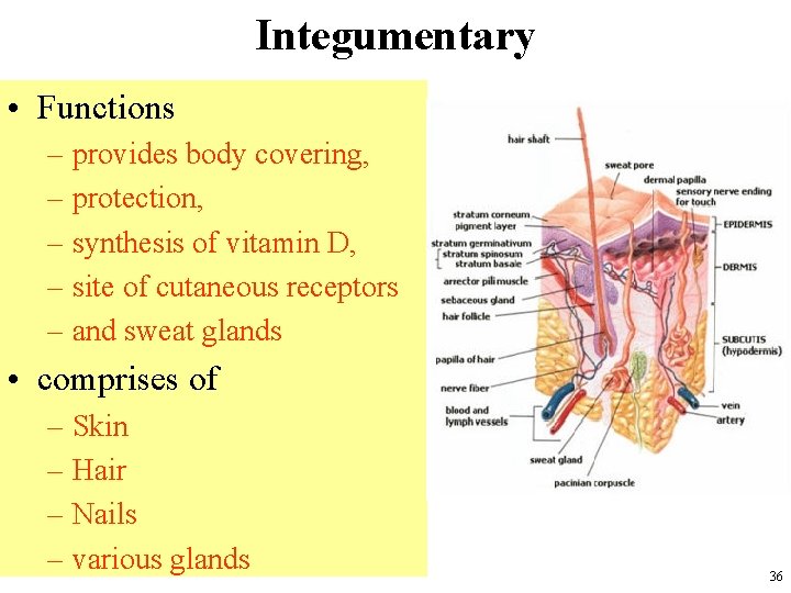 Integumentary • Functions – provides body covering, – protection, – synthesis of vitamin D,