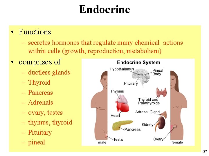 Endocrine • Functions – secretes hormones that regulate many chemical actions within cells (growth,