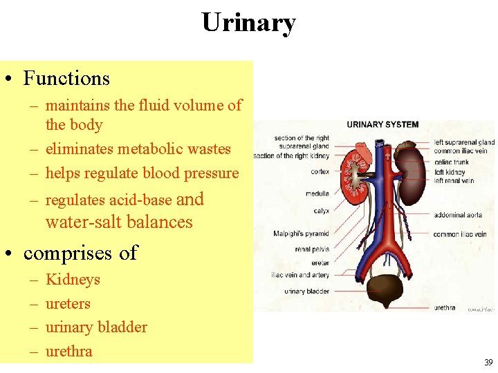 Urinary • Functions – maintains the fluid volume of the body – eliminates metabolic