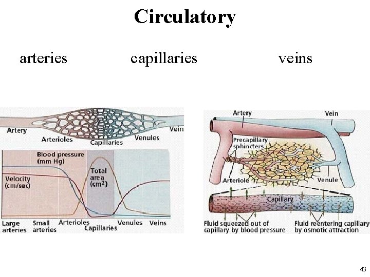 Circulatory arteries capillaries veins 43 