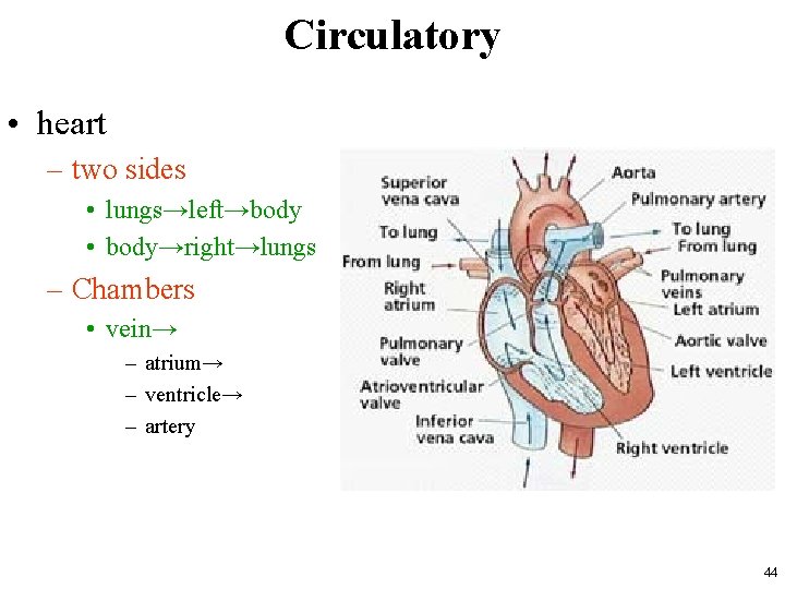 Circulatory • heart – two sides • lungs→left→body • body→right→lungs – Chambers • vein→