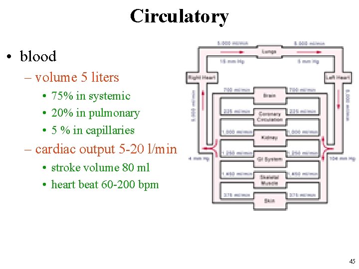 Circulatory • blood – volume 5 liters • 75% in systemic • 20% in