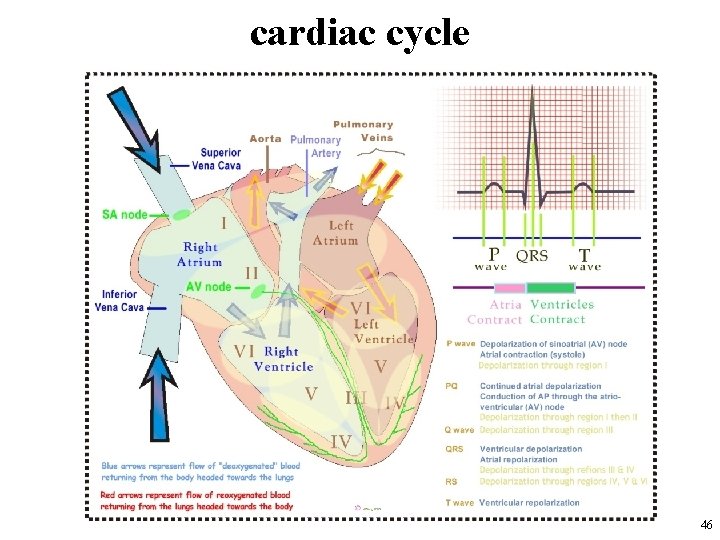 cardiac cycle 46 