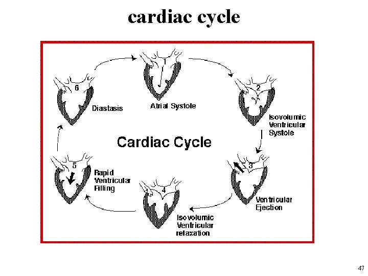 cardiac cycle 47 