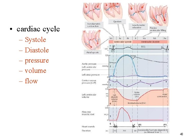  • cardiac cycle – Systole – Diastole – pressure – volume – flow
