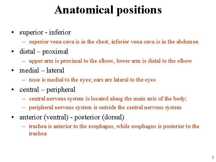 Anatomical positions • superior - inferior – superior vena cava is in the chest,