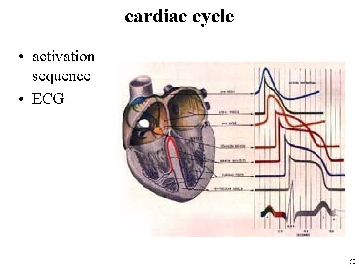 cardiac cycle • activation sequence • ECG 50 