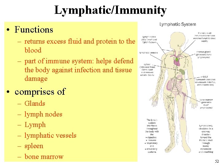 Lymphatic/Immunity • Functions – returns excess fluid and protein to the blood – part