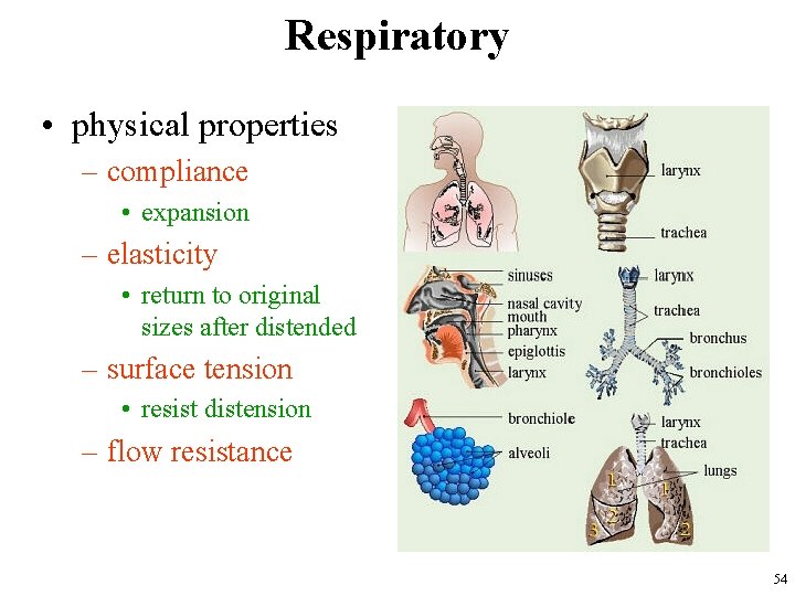 Respiratory • physical properties – compliance • expansion – elasticity • return to original