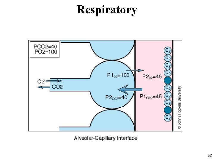 Respiratory 58 