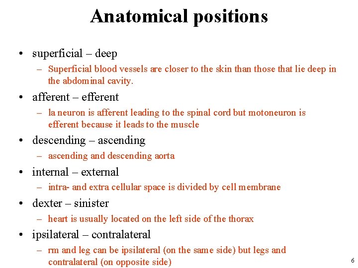 Anatomical positions • superficial – deep – Superficial blood vessels are closer to the