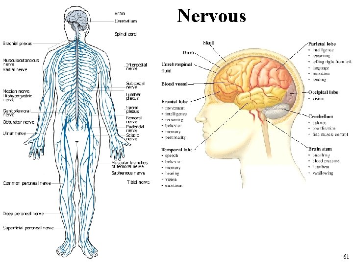 Nervous 61 