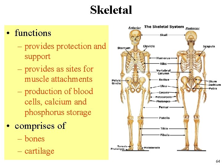 Skeletal • functions – provides protection and support – provides as sites for muscle