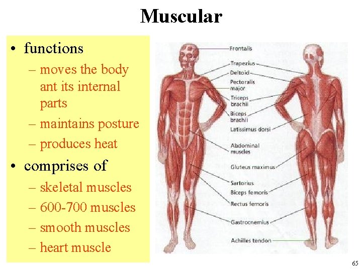Muscular • functions – moves the body ant its internal parts – maintains posture