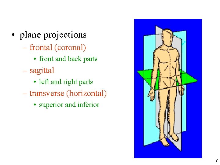  • plane projections – frontal (coronal) • front and back parts – sagittal