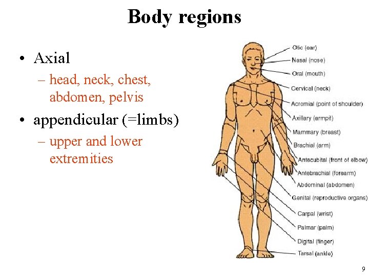 Body regions • Axial – head, neck, chest, abdomen, pelvis • appendicular (=limbs) –