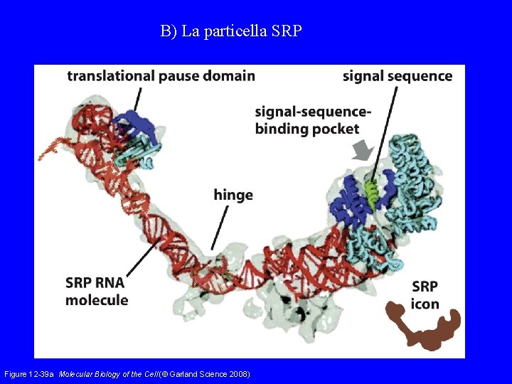 B) La particella SRP Figure 12 -39 a Molecular Biology of the Cell (©