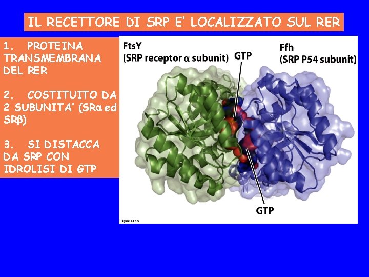 IL RECETTORE DI SRP E’ LOCALIZZATO SUL RER 1. PROTEINA TRANSMEMBRANA DEL RER 2.