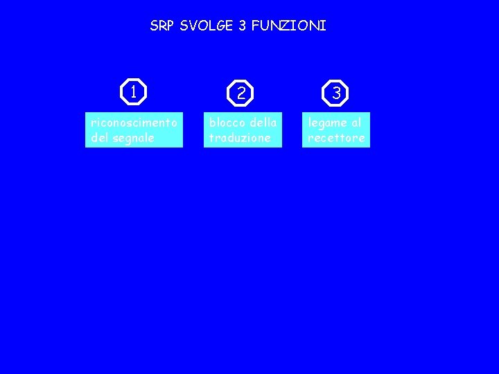 SRP SVOLGE 3 FUNZIONI 1 2 3 riconoscimento del segnale blocco della traduzione legame