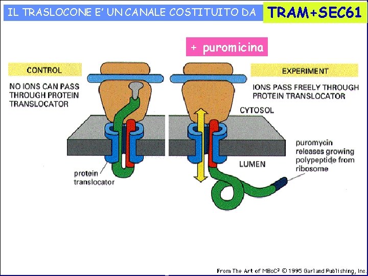 IL TRASLOCONE E’ UN CANALE COSTITUITO DA + puromicina TRAM+SEC 61 