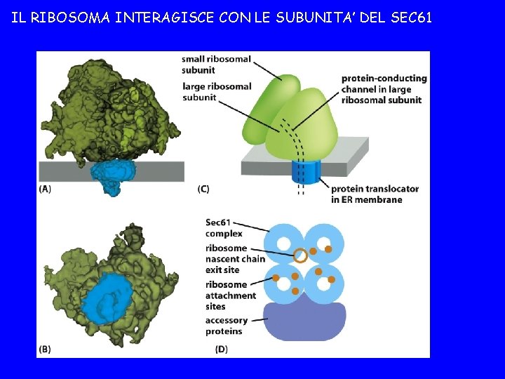 IL RIBOSOMA INTERAGISCE CON LE SUBUNITA’ DEL SEC 61 