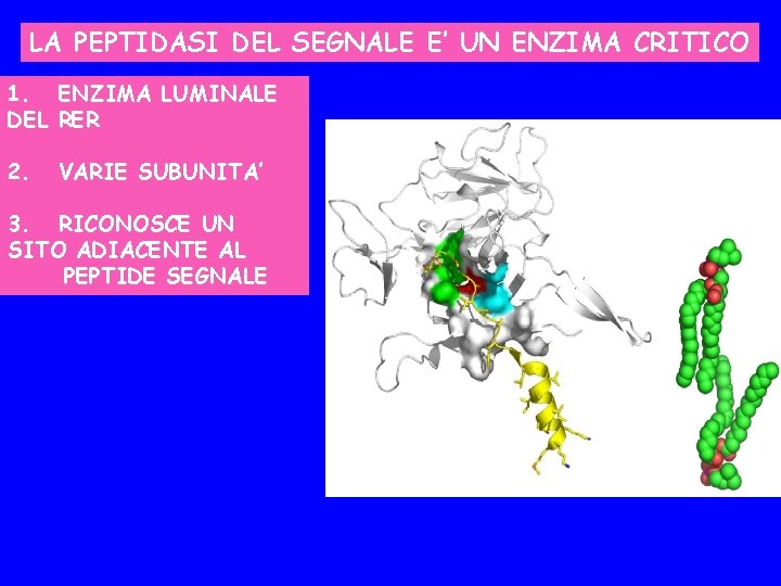 LA PEPTIDASI DEL SEGNALE E’ UN ENZIMA CRITICO 1. ENZIMA LUMINALE DEL RER 2.