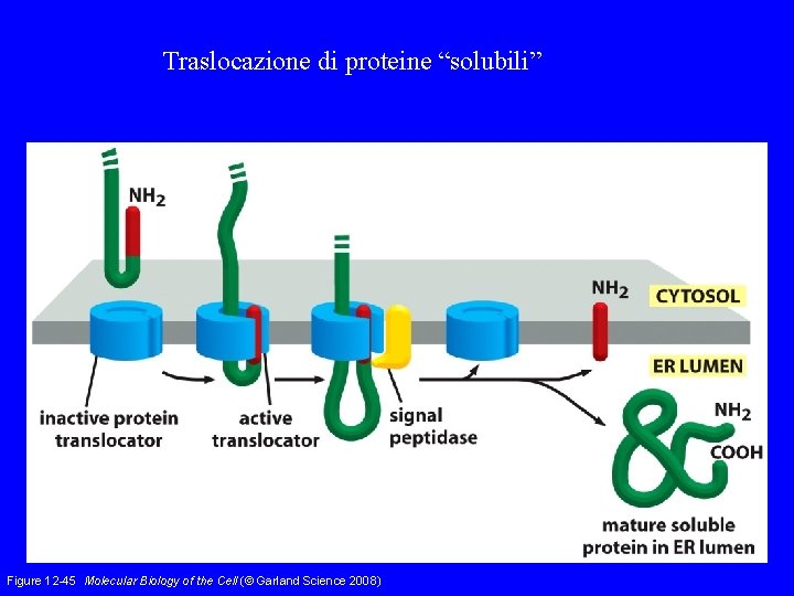 Traslocazione di proteine “solubili” Figure 12 -45 Molecular Biology of the Cell (© Garland