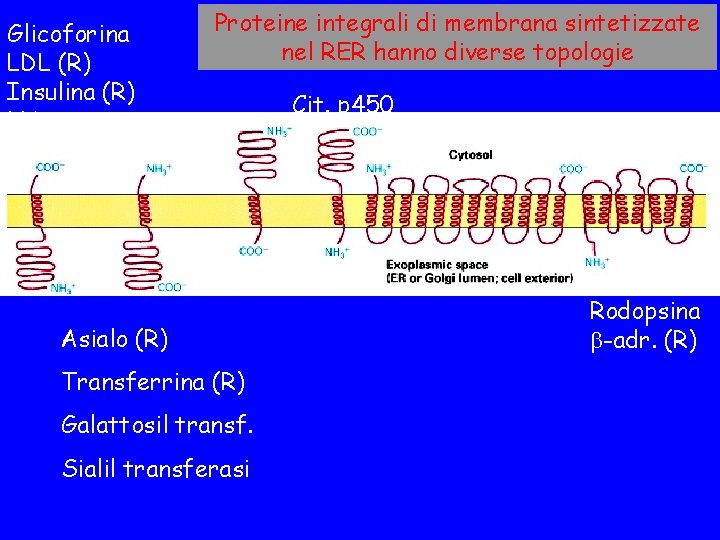 Glicoforina LDL (R) Insulina (R) HA Proteine integrali di membrana sintetizzate nel RER hanno