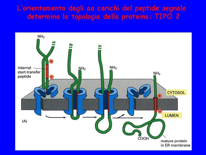 L’orientamento degli aa carichi del peptide segnale determina la topologia della proteina: TIPO 2