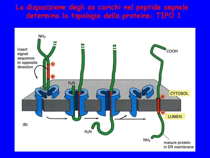 La disposizione degli aa carichi nel peptide segnale determina la topologia della proteina: TIPO