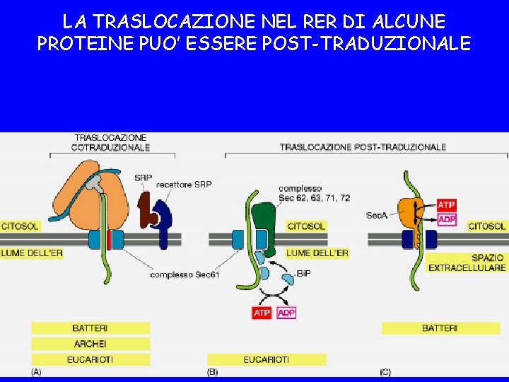 LA TRASLOCAZIONE NEL RER DI ALCUNE PROTEINE PUO’ ESSERE POST-TRADUZIONALE 