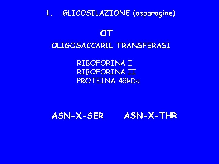 1. GLICOSILAZIONE (asparagine) OT OLIGOSACCARIL TRANSFERASI RIBOFORINA II PROTEINA 48 k. Da ASN-X-SER ASN-X-THR